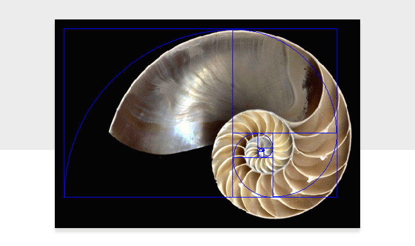 natuilius shell with golden ratio overlay